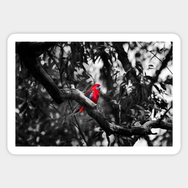 Crimson Rosella_3712A Sticker by seadogprints